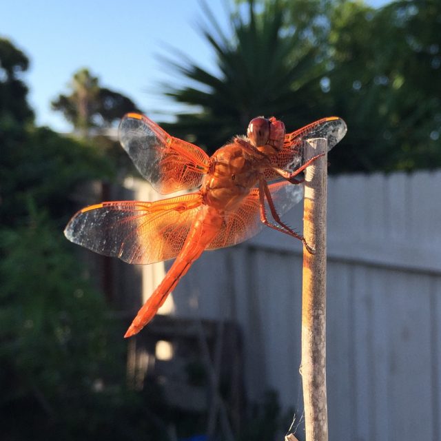 Orange Dragonfly Photo